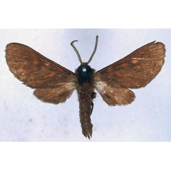 /filer/webapps/moths/media/images/R/rubrilineata_Rhabdomarctia_HT_BMNH_01.jpg