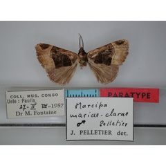 /filer/webapps/moths/media/images/M/mariaeclarae_Marcipa_PT_RMCA_01.jpg