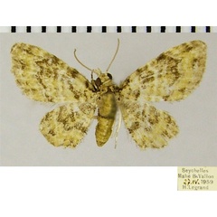 /filer/webapps/moths/media/images/A/aucta_Chloroclystis_AF_ZSM.jpg