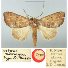 /filer/webapps/moths/media/images/M/microcyma_Urbona_HT_BMNH.jpg
