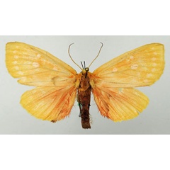 /filer/webapps/moths/media/images/R/rhodophora_Melapera_AF_Basquin.jpg
