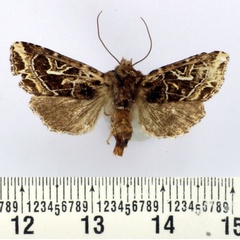 /filer/webapps/moths/media/images/F/fontainei_Rungsianea_AF_BMNH.jpg