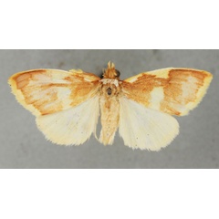 /filer/webapps/moths/media/images/M/miniata_Stenaroa_AM_BMNH_01a.jpg