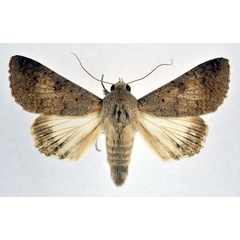 /filer/webapps/moths/media/images/M/muricolor_Pandesma_A_NHMO.jpg