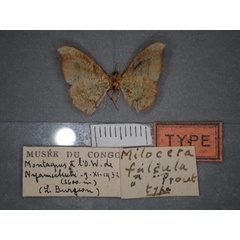 /filer/webapps/moths/media/images/F/falcula_Milocera_HT_RMCA_02.jpg