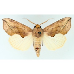 /filer/webapps/moths/media/images/T/triobliqua_Oraesia_AM_TMSA_02.jpg