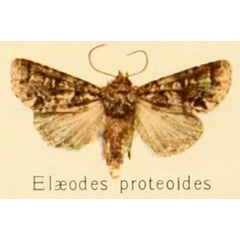 /filer/webapps/moths/media/images/P/proteoides_Pseudelaeodes_HT_Kenrick_1.jpg