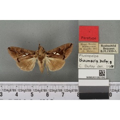 /filer/webapps/moths/media/images/T/thaumasia_Plusiopalpa_PTF_BMNH_04a.jpg