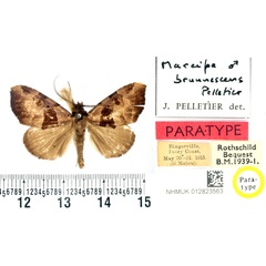 /filer/webapps/moths/media/images/B/brunnescens_Marcipa_PTM_BMNH_02.jpg