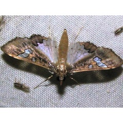 /filer/webapps/moths/media/images/V/vitrata_Maruca_A_Goff.jpg