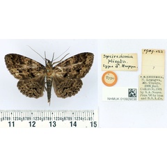 /filer/webapps/moths/media/images/P/plicata_Speiredonia_HT_BMNH.jpg