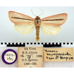 /filer/webapps/moths/media/images/N/nigrifasciata_Timora_LT_BMNH.jpg