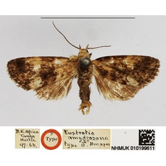/filer/webapps/moths/media/images/A/amydrozona_Eustrotia_HT_NHMUK.jpg