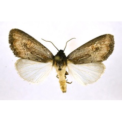 /filer/webapps/moths/media/images/G/glaucescens_Aspidifrontia_A_NHMO.jpg