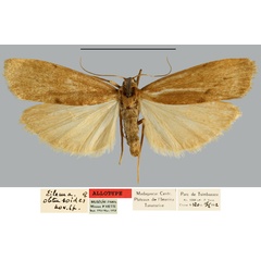 /filer/webapps/moths/media/images/O/obtusoides_Eilema_AT_MNHN.jpg