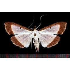 /filer/webapps/moths/media/images/E/elealis_Palpita_AM_Poltavsky.jpg