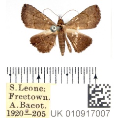 /filer/webapps/moths/media/images/N/nigeriensis_Rhesala_AM_BMNH.jpg