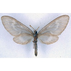 /filer/webapps/moths/media/images/M/minor_Nacliodes_HT_BMNH_02.jpg