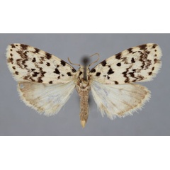 /filer/webapps/moths/media/images/S/sordida_Siccia_A_BMNH.jpg