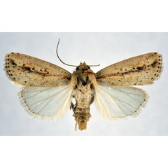 /filer/webapps/moths/media/images/T/tacuna_Mythimna_AF_NHMO.jpg