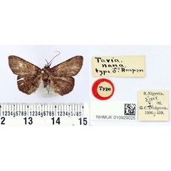/filer/webapps/moths/media/images/N/nana_Tavia_HT_BMNH.jpg
