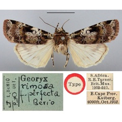 /filer/webapps/moths/media/images/P/perfecta_Georyx_HT_BMNH.jpg