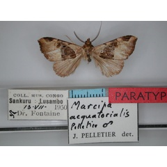 /filer/webapps/moths/media/images/A/aequatorialis_Marcipa_PT_RMCA_01.jpg