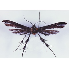 /filer/webapps/moths/media/images/H/horribilis_Cnaemidophorus_HT_BMNH.jpg