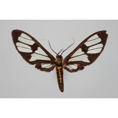 /filer/webapps/moths/media/images/I/idda_Myopsyche_A_BMNH.jpg