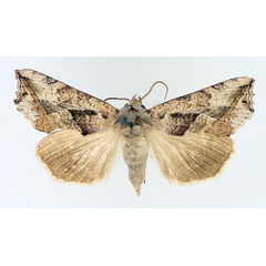 /filer/webapps/moths/media/images/E/emarginata_Oraesia_AM_TMSA_02.jpg