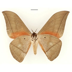 /filer/webapps/moths/media/images/M/melichari_Lobobunaea_HT_RBINS_02.jpg