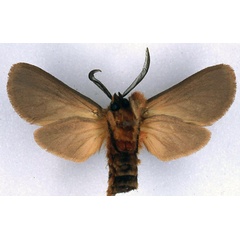 /filer/webapps/moths/media/images/C/collocalia_Metarctia_HT_BMNH_02.jpg