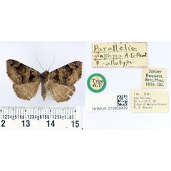 /filer/webapps/moths/media/images/G/glaphyra_Parallelia_AT_BMNH.jpg