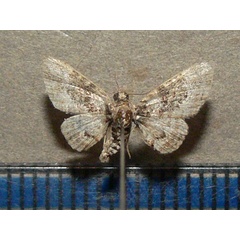 /filer/webapps/moths/media/images/C/consobrina_Chloroclystis_A_Goff.jpg
