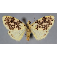/filer/webapps/moths/media/images/N/numida_Afrasura_A_BMNH_XG8iQgr.jpg