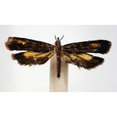 /filer/webapps/moths/media/images/C/climacista_Psilothyris_AF_BMNH.jpg