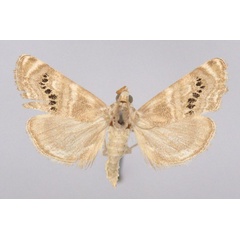 /filer/webapps/moths/media/images/M/monialis_Stiphrometasia_A_BMNH.jpg