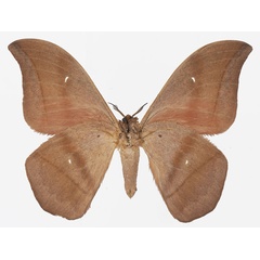 /filer/webapps/moths/media/images/R/rosea_Lobobunaea_AM_Basquin_02b.jpg