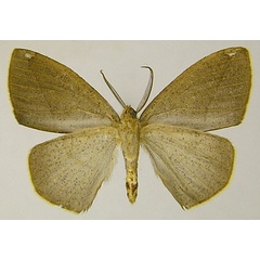 /filer/webapps/moths/media/images/P/pygmaea_Epigynopteryx_AM_ZSMb.jpg