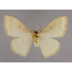 /filer/webapps/moths/media/images/N/nigricornis_Scopula_HT_ZSM_02.jpg