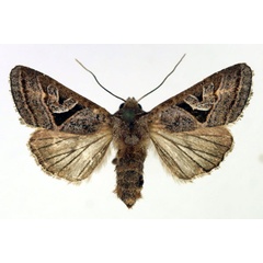 /filer/webapps/moths/media/images/S/subrosacea_Conservula_AF_Aulombard.jpg