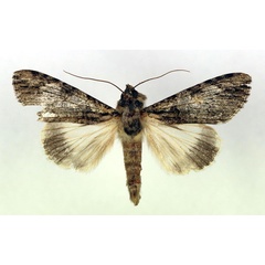 /filer/webapps/moths/media/images/T/tinctipennis_Ulotrichopus_AM_RMCA.jpg