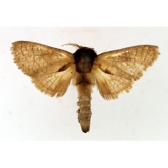/filer/webapps/moths/media/images/C/castanea_Lebedodes_AM_TMSA_02.jpg