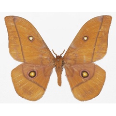 /filer/webapps/moths/media/images/R/rhodina_Gonimbrasia_AM_Basquina.jpg