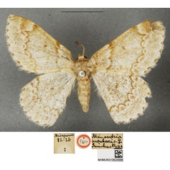 /filer/webapps/moths/media/images/I/insularis_Mimandria_STF_BMNH.jpg