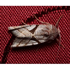 /filer/webapps/moths/media/images/M/malagasa_Conservula_A_Pasquasy_01.jpg