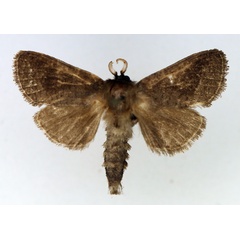 /filer/webapps/moths/media/images/R/reticulata_Lebedodes_AM_TMSA_01.jpg