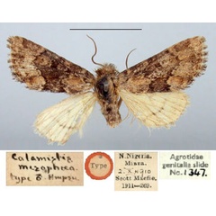 /filer/webapps/moths/media/images/M/mesophaea_Busseola_ST_BMNH.jpg