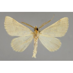 /filer/webapps/moths/media/images/S/sublutearia_Palaeaspilates_A_ZSM_02.jpg