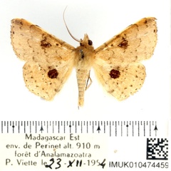 /filer/webapps/moths/media/images/P/perinetensis_Claterna_AM_BMNH.jpg